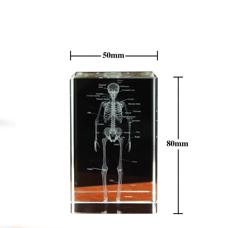 Internal Carving Human Skeleton Anatomy Teaching Model Ornaments