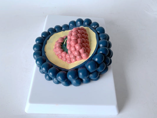 Anatomy Teaching Model Of Human Coronavirus Magnified Structure