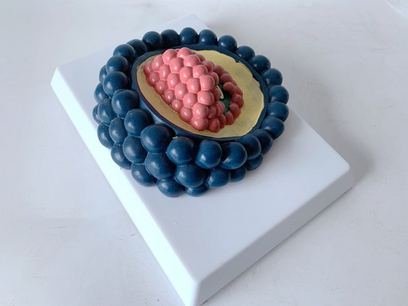 Anatomy Teaching Model Of Human Coronavirus Magnified Structure