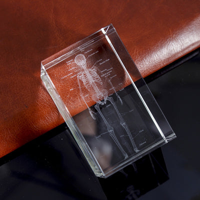 Internal Carving Human Skeleton Anatomy Teaching Model Ornaments